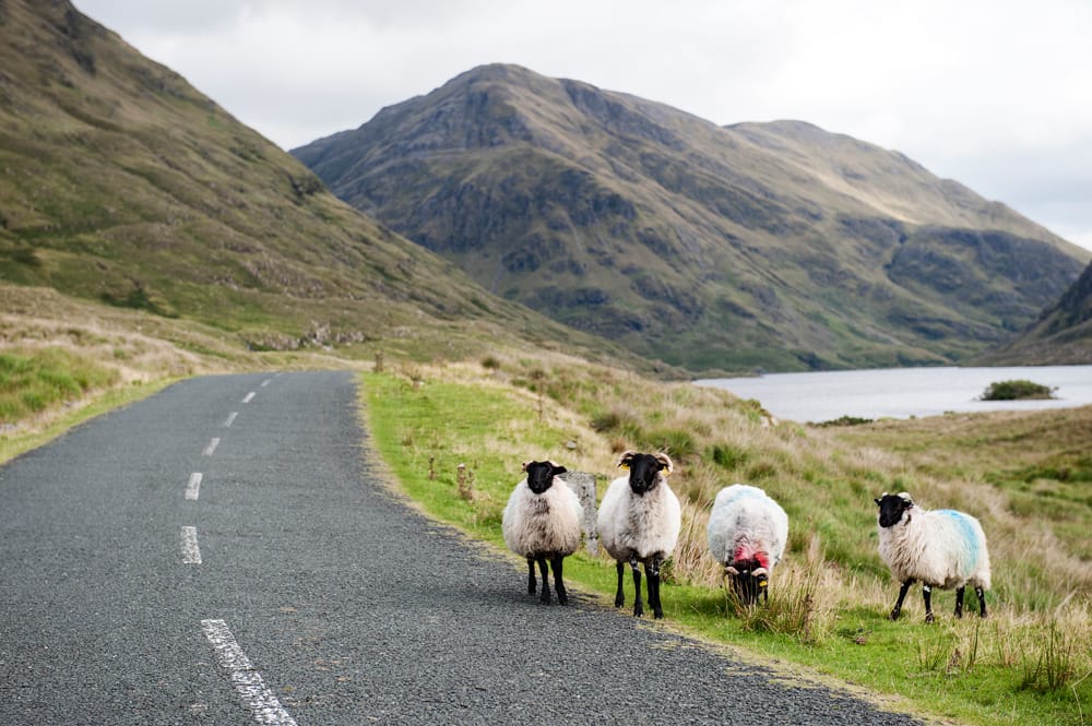 connemara sheep wedding