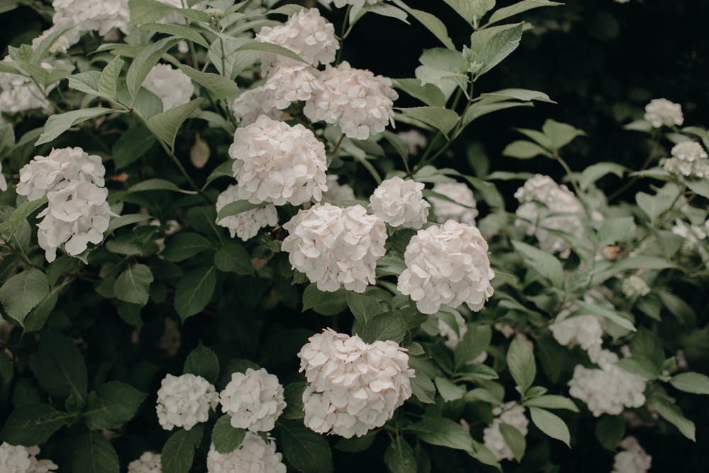 Moody Dreamy Elopement 