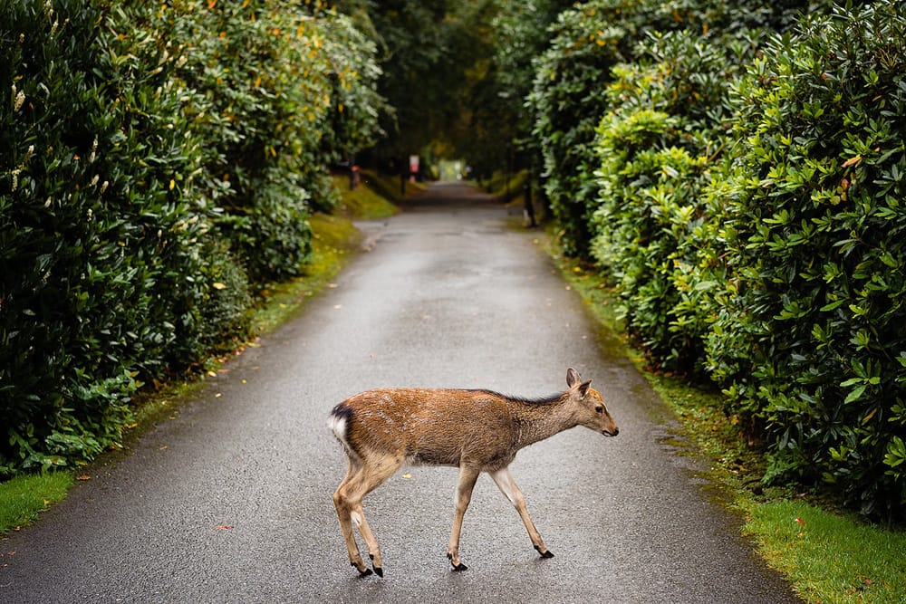 Castle elopement deer at the castle